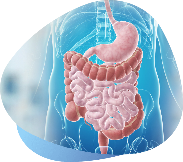 Gabinem - Aparato Gastrointestinal