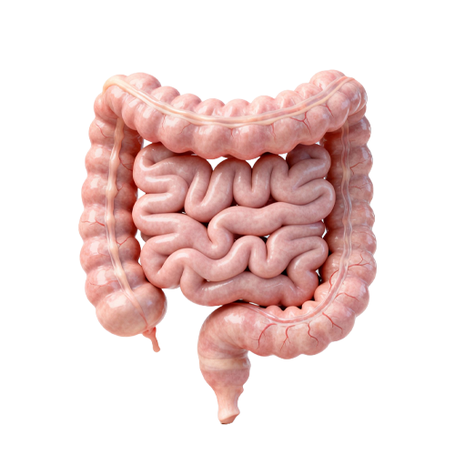 Gabinem - Portada - Motilidad Gastrointestinal