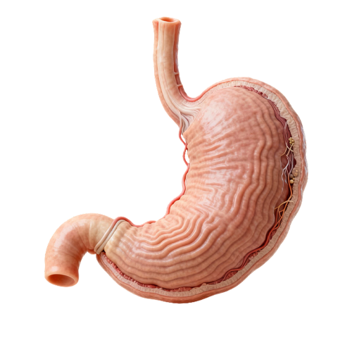 Gabinem - Portada_Gastroenterología